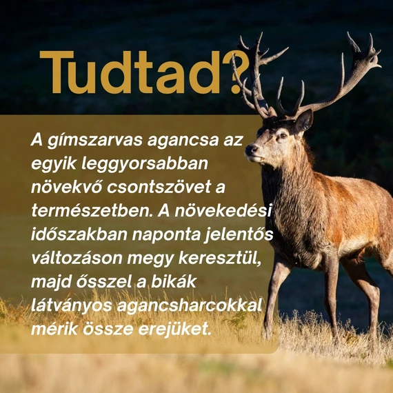 Gím Szarvas Csomag: Természetes Támogatás a Mindennapokra
