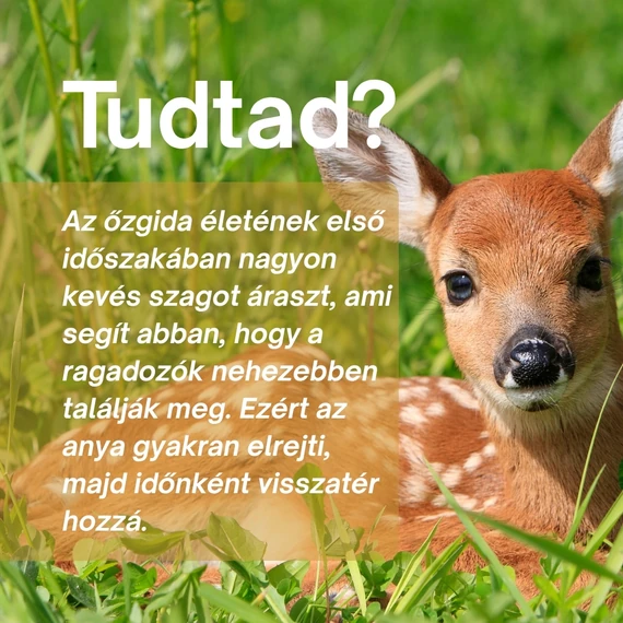 Mezei Őz: Idegrendszer és Regeneráció Támogató Csomag