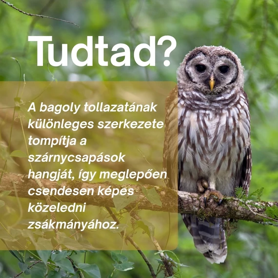 Fülesbagoly: Vércukor- és Mozgástámogató Csomag