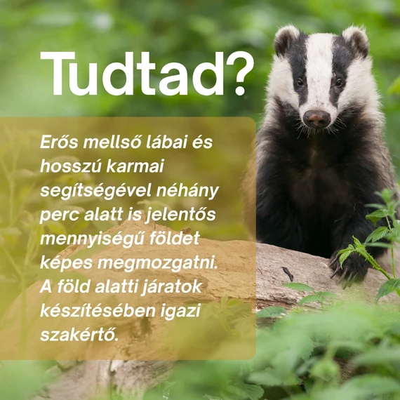 Borz Csomag: Természetes Erő és Egyensúly