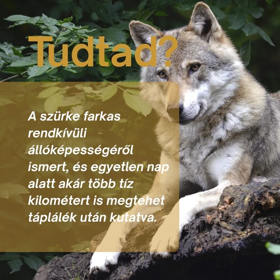 Szürke Farkas: Férfi Vitalitás és Regeneráló Csomag