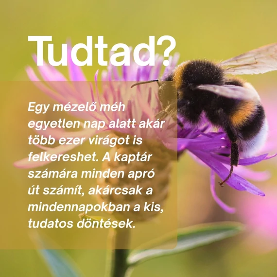 Méhecske: Vitalitás és Megújulás Csomag