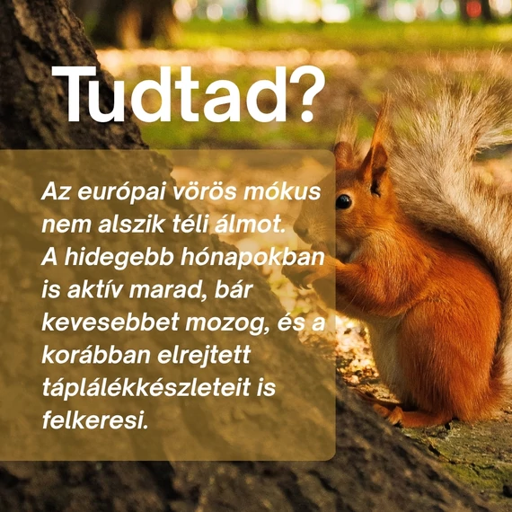 Erdei Mókus: Keringés-, Mozgás- és Szépségtámogató Csomag