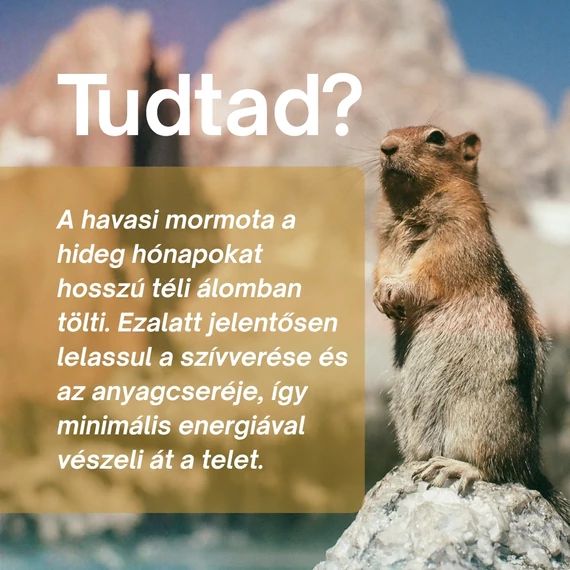 Havasi Mormota: Immun- és Regenerációt Támogató Csomag