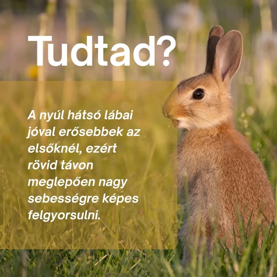 Nyúl: Vitalitás, Mozgás és Csonttámogató Csomag