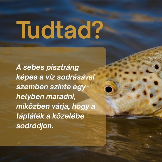 Sebes Pisztráng: Máj-Epe, Ízület- és Szívtámogató Csomag