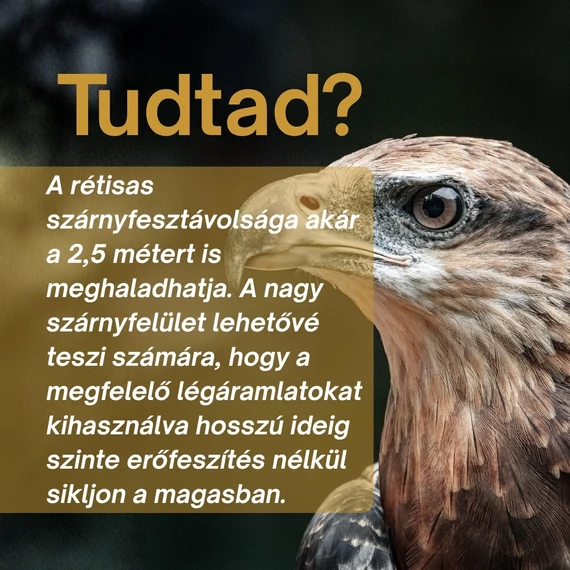 Rétisas Csomag: Nyugalom és Egyensúly