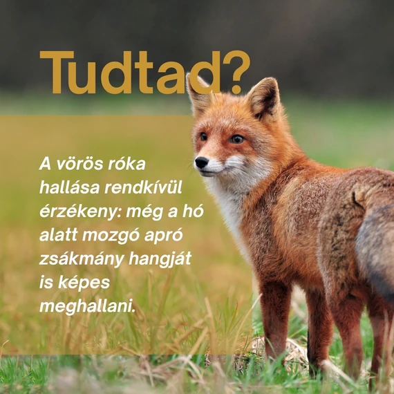 Vörös Róka: Szív, Mozgás és Szellemi Frissesség Csomag